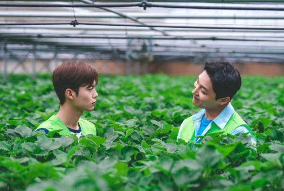 Кадр из дорамы Трактор, полный любви