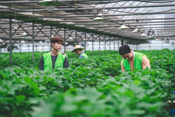 Кадр из дорамы Трактор, полный любви