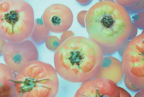 Кадр из дорамы Маленький лес: Лето, Осень