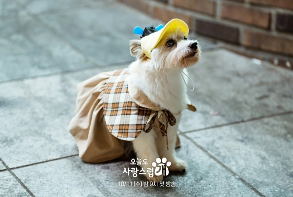 Кадр из дорамы Отличный день, чтобы стать собакой