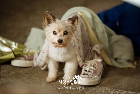 Кадр из дорамы Отличный день, чтобы стать собакой