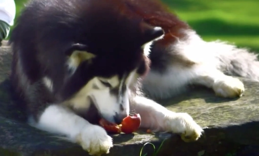 Принц волков 10 серия