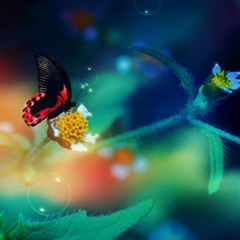 Alisa-V-Strane-Chudes Alisa