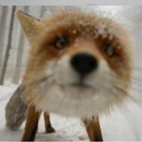 Любопытная Варвара