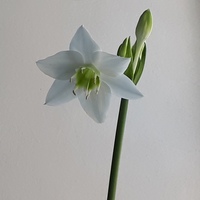 Александр Танов