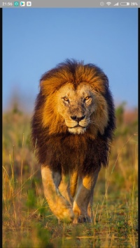 Галина Предыбайло