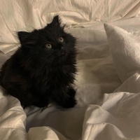 Марэся Цветкова