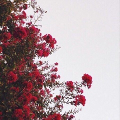 Nurkyz Beyshenalieva