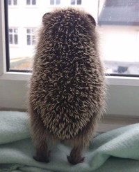 Элиза Сейтмеметова