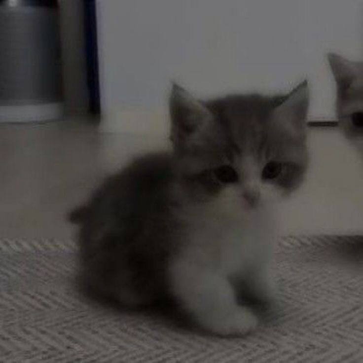 белки палки