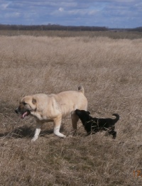 Марина Фельдшерова