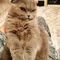 Елена Ренкаускайте