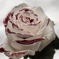 Нина Еременко