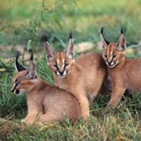 Саша Смородина