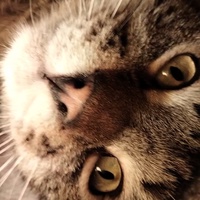 Ева Вандышева