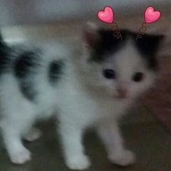 Saltanat Azizbekovna