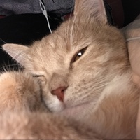 Ксюша Погоня