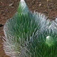 Алла Кабова