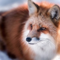 Татьяна Чалкина