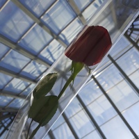 Ирина Цыпина