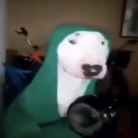 Вова Падерин