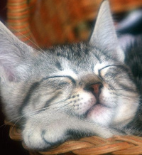 Лора Пахомова