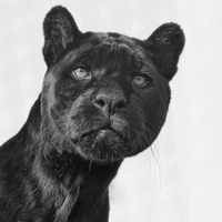 Рабазан Абдуллатипов