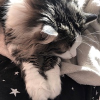 Макс Гамаюнов