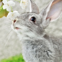 Ксения Дьяченко