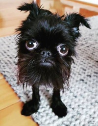 Веренея Коломей