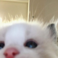 Донна Миллер