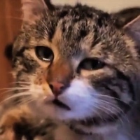 Толик Лукачевский