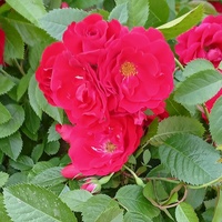 Ольга Полякова