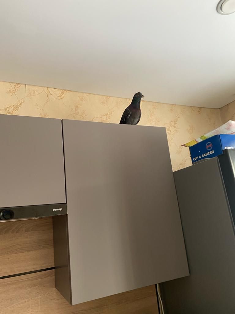 Женна Чанбина