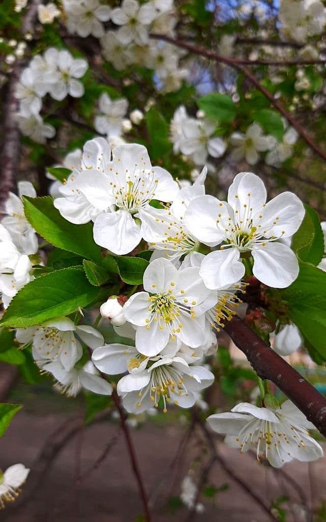 Цветущая слива