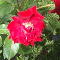 Элиза Джумалиева