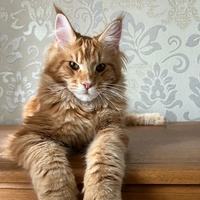 Патимат Сулиманова