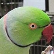 Дмитрий Загорулько