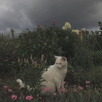 Екатерина Сёмочкина