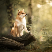 Ирина Лобачева