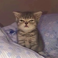 Анастасия Морозова