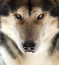 Марина Никонорова