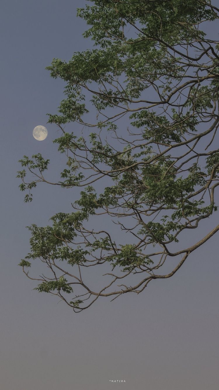 Дорамщик2017