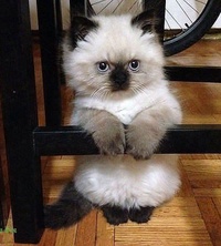 Ирина Шадрина