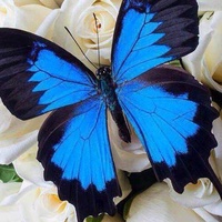 Алиса Витальева