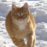 Лена Шепель