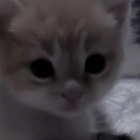 Вероника Бушнева