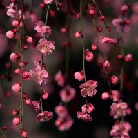 Мира Мирзабаева