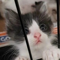 케이트 고르시코프